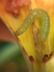 Glyphodes onychinalis