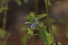 Salvia polystachia