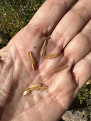 Fraxinus greggii