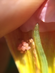 Glyphodes onychinalis