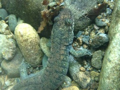 Desmognathus marmoratus