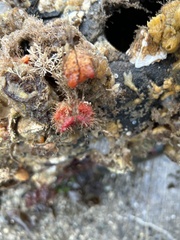 Boltenia villosa