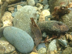 Desmognathus marmoratus