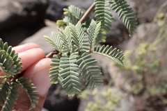 Prosopis pallida