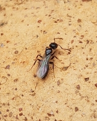 Technomyrmex albipes