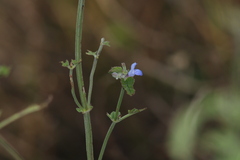 Salvia polystachia
