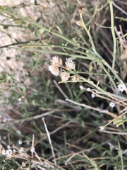 Baccharis brachyphylla