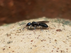 Technomyrmex albipes