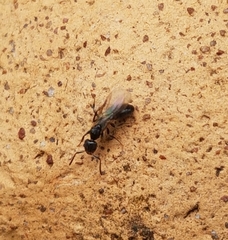 Technomyrmex albipes