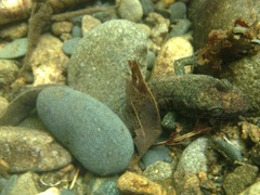 Desmognathus marmoratus