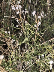 Baccharis brachyphylla