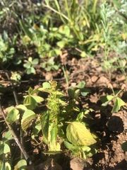 Acalypha neomexicana
