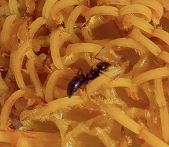 Technomyrmex albipes