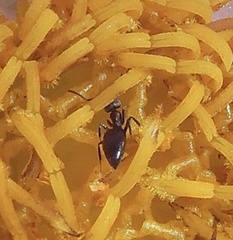 Technomyrmex albipes