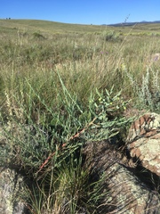 Euphorbia chamaesula