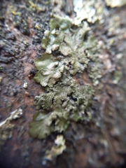 Austromelanelixia glabratuloides