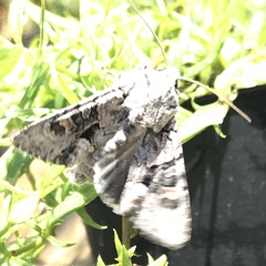 Neumichtis