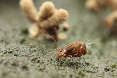 Dicyrtomidae