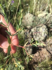Euphorbia chamaesula