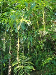 Gonzalagunia hirsuta