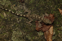 Gekko chinensis