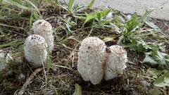 Coprinus comatus
