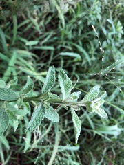 Pterocaulon redolens
