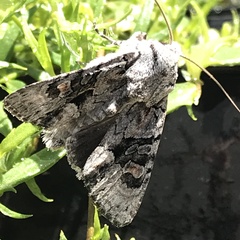 Neumichtis