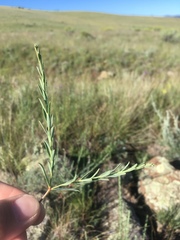 Euphorbia chamaesula