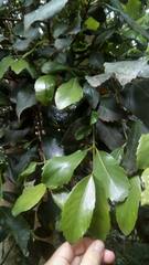 Laureliopsis philippiana