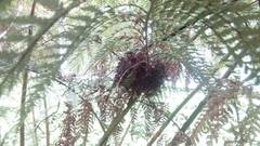 Sephanoides sephaniodes