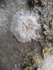 Lecanora carpinea