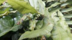 Megalometis spinifer