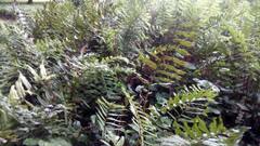 Blechnum chilense