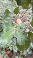 Azara integrifolia
