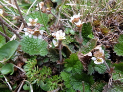 Geum leiospermum