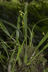 Prosthechea ochracea