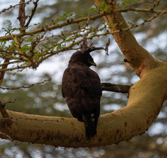 Lophaetus occipitalis