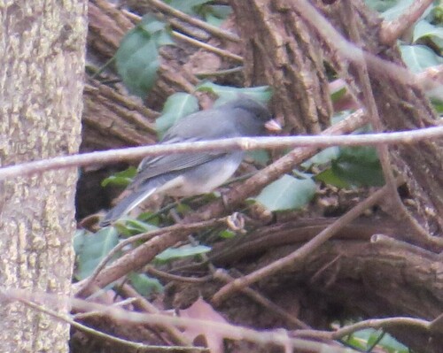 Dark-eyed Junco photographed in Missouri