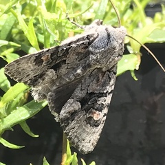 Neumichtis