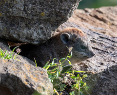 Procavia capensis johnstoni