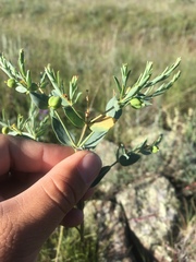 Euphorbia chamaesula