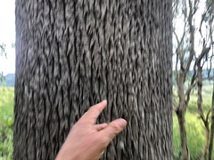 Brachychiton rupestris