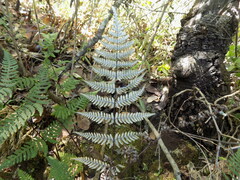 Aleuritopteris farinosa