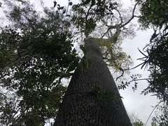 Brachychiton rupestris