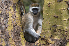 Chlorocebus pygerythrus hilgerti