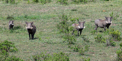 Phacochoerus africanus massaicus