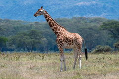 Giraffa camelopardalis rothschildi