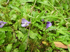 Mazus pumilio