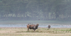 Tragelaphus oryx pattersonianus